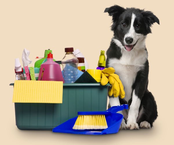 ANIMAIS EM CASA: DICAS PRECIOSAS PARA MANTÊ-LA SEMPRE LIMPA