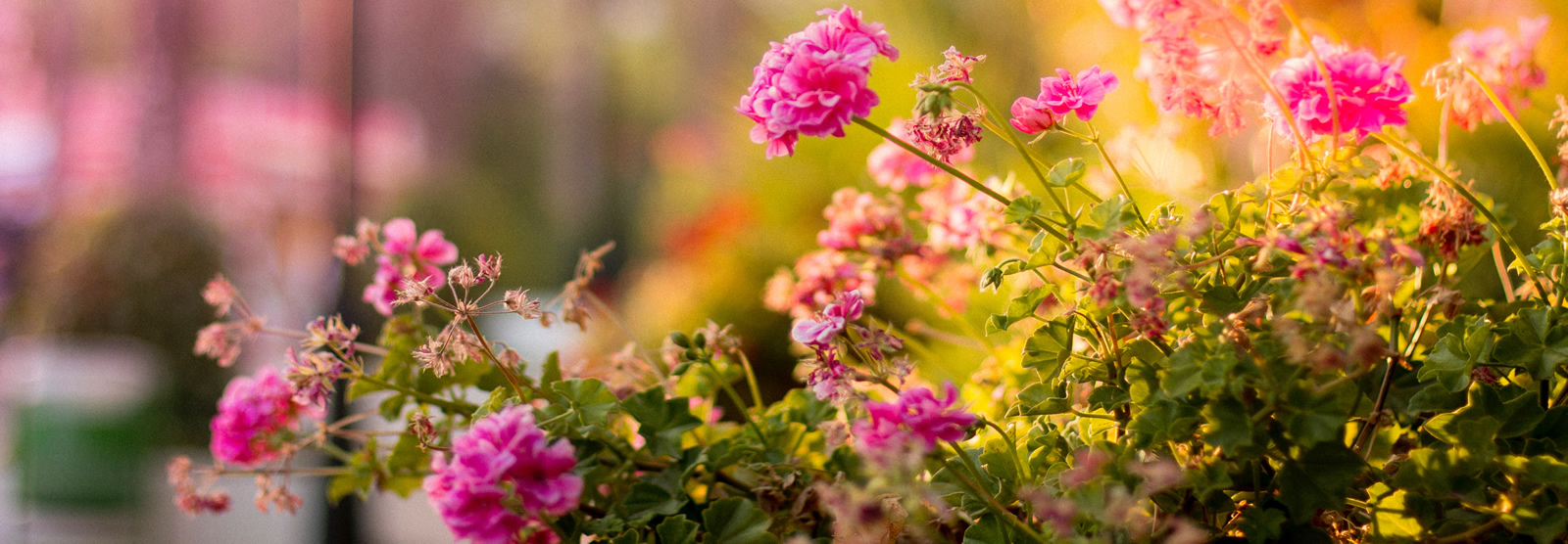 5 Maneiras de levar a primavera para dentro de casa.